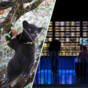 Combiticket ARTIS-Park&ARTIS-Micropia